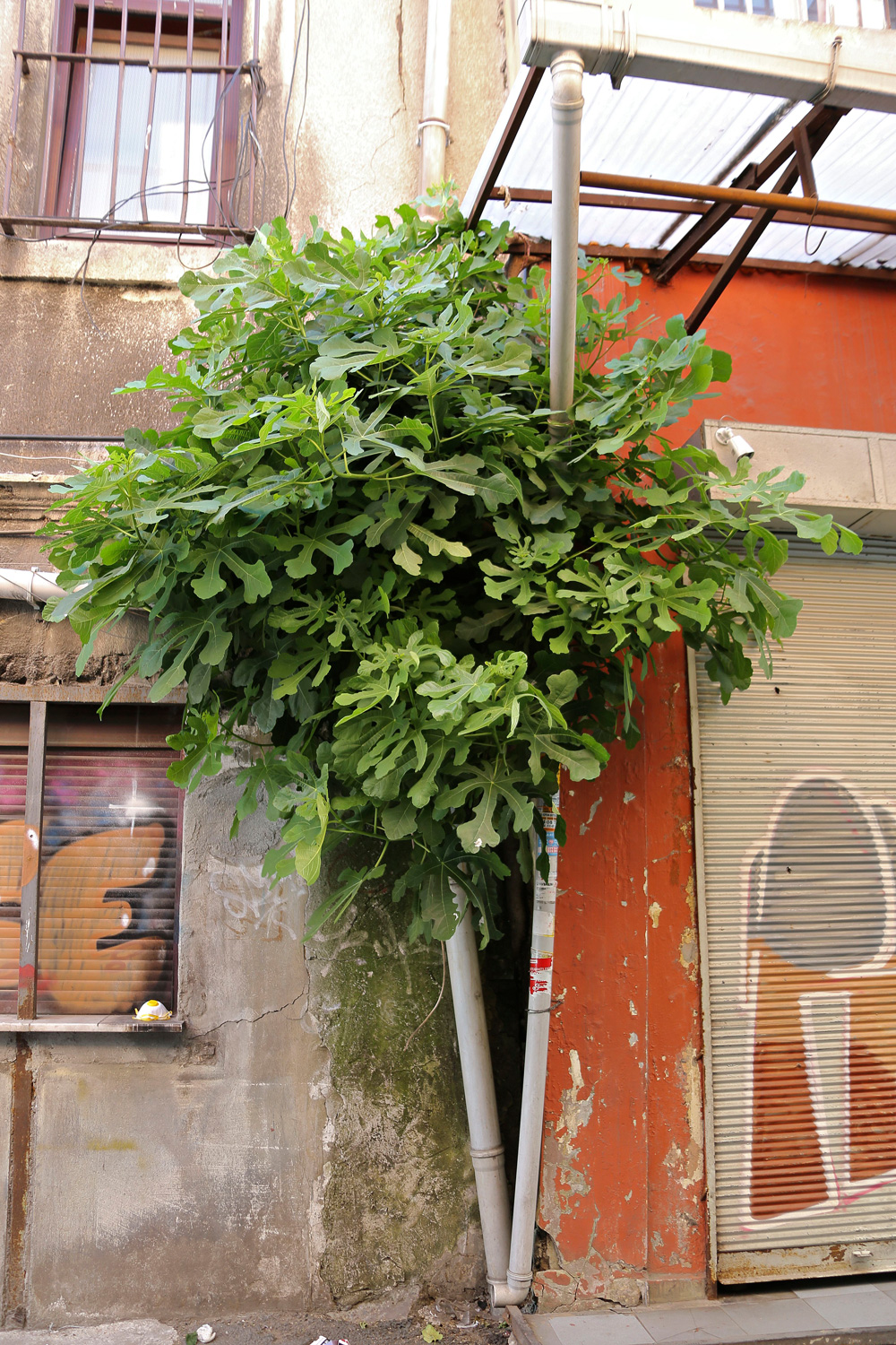 Have you ever seen a fig tree blossom?