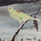 Gul fågel i ett träd i ett snölandskap.