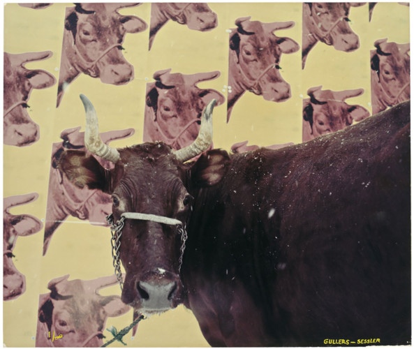 Ko framför komönstrad tapet.