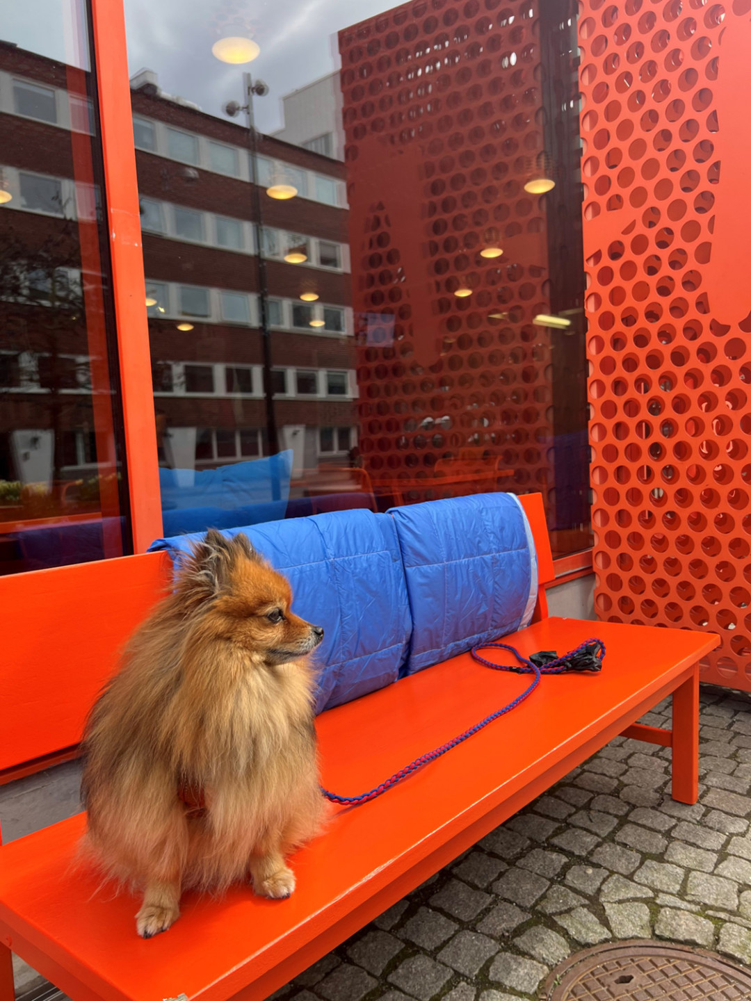 dog sitting on orange bench