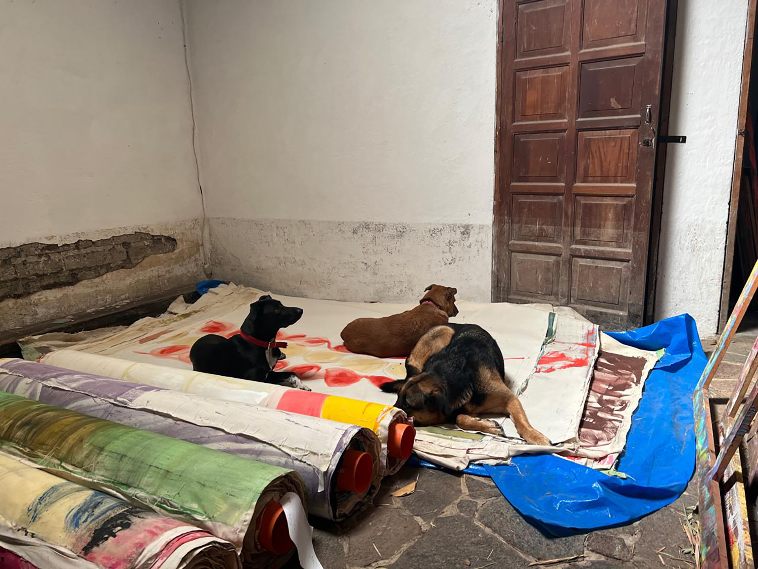 photo rolled paintings and dogs lying on them