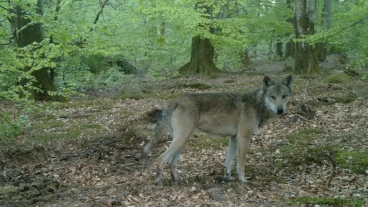 wolf in wood