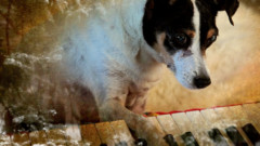 Dog playing the piano