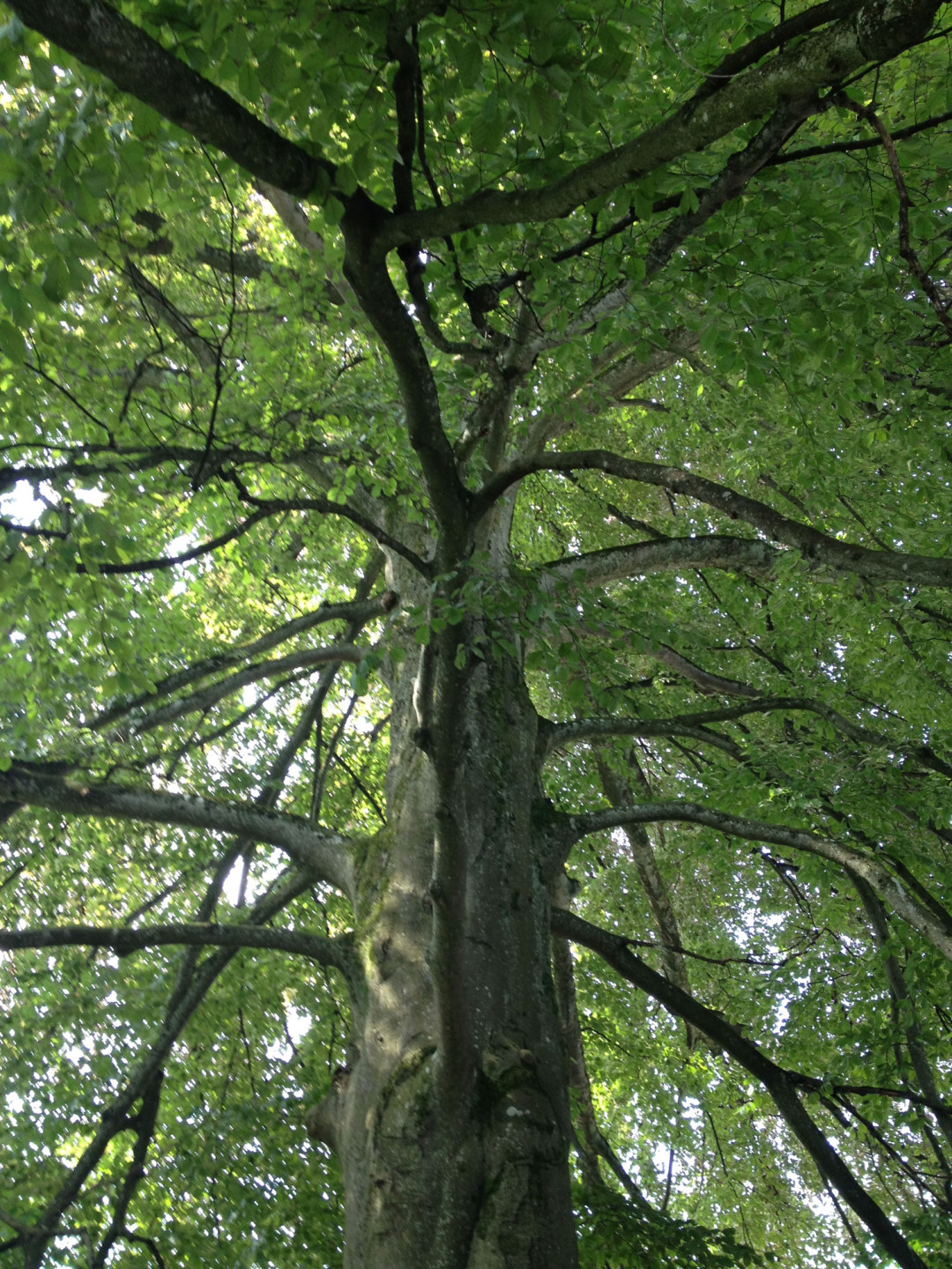 Gabriel Orozco, Tree Lines, 2014