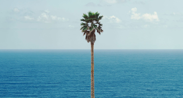 Palm tree/Seascape