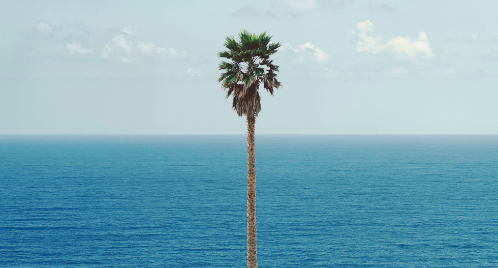 Palm tree/Seascape