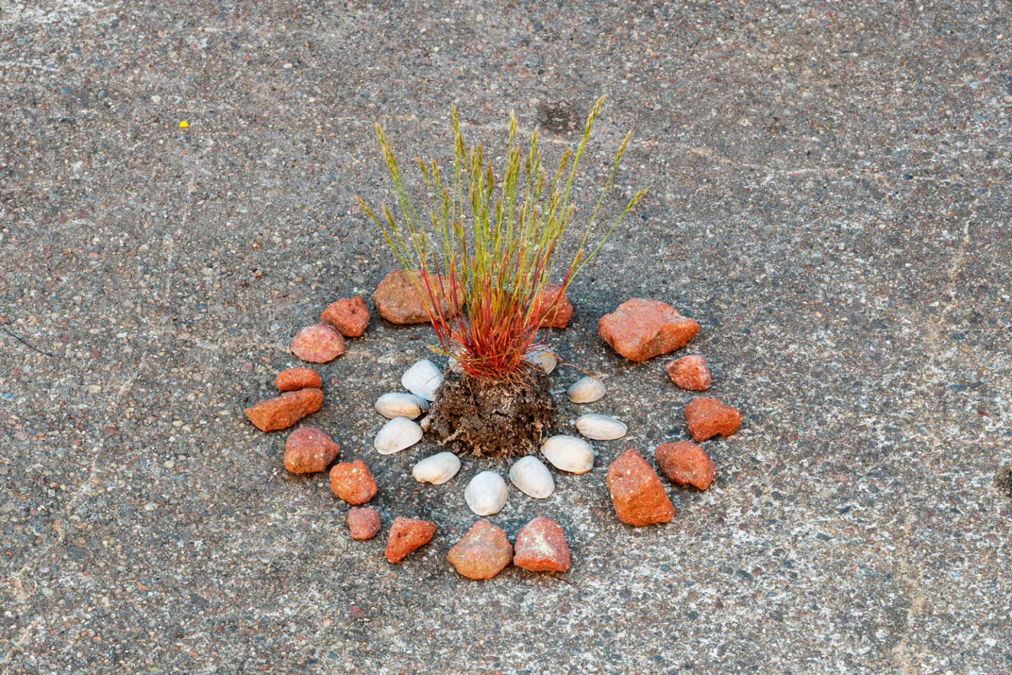 Small stones and shells in a ring with a tuft of grass in the middle.