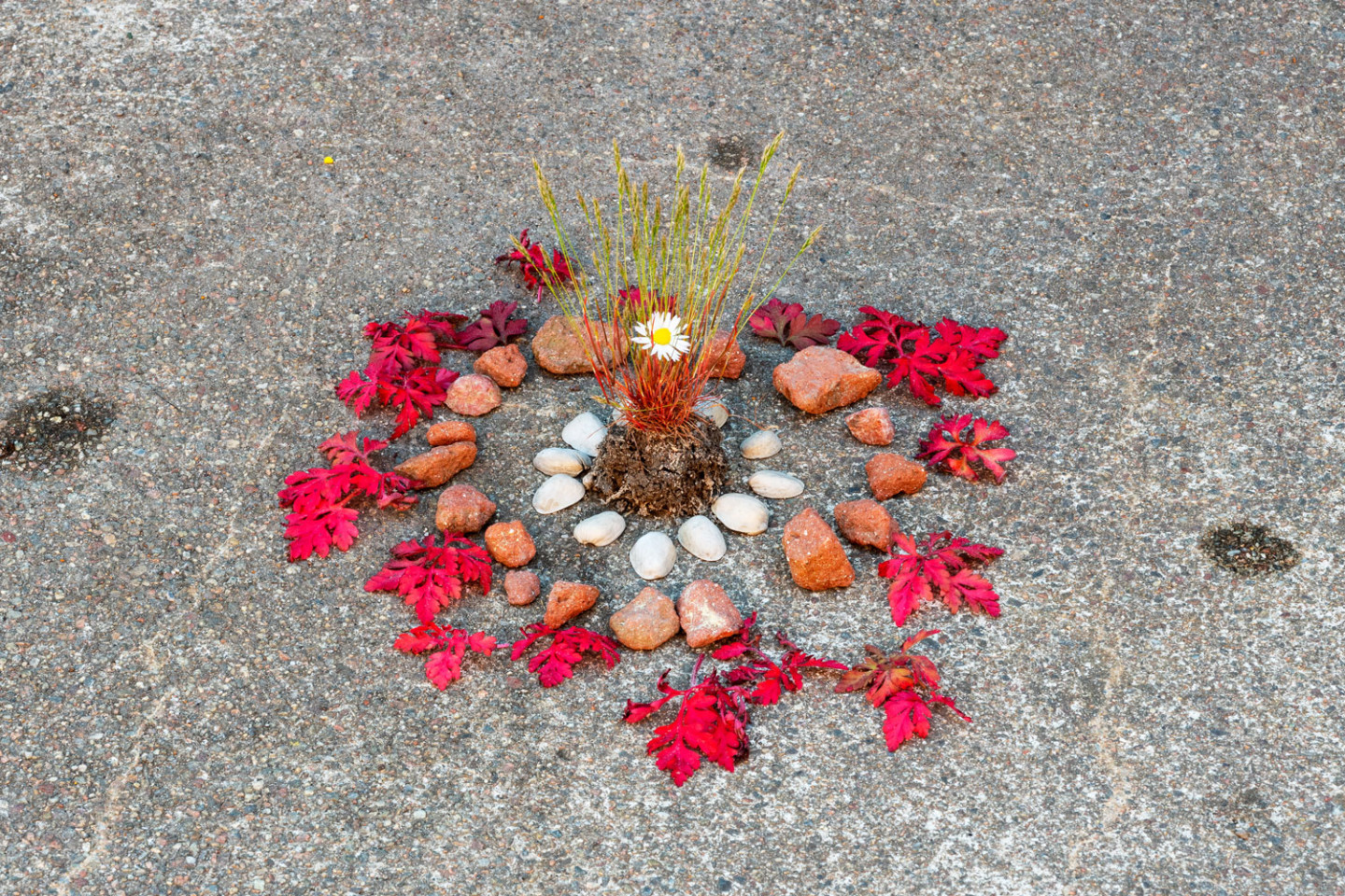 Small stones, shells and read leafs in a ring with a tuft of grass in the middle.