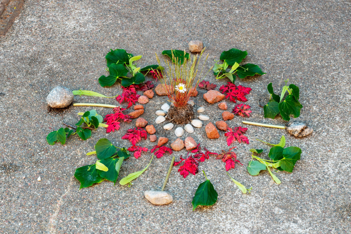 Small stones, shells, read and green leafs in a ring with a tuft of grass in the middle.