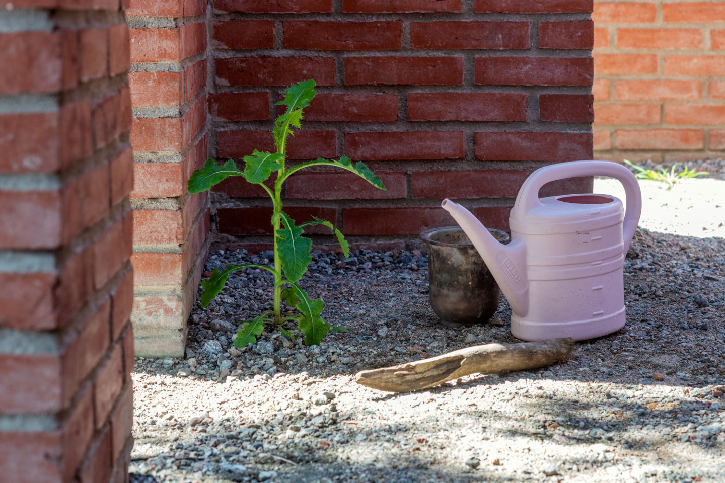 A plant, a watering can and a stick in front of a brick wall.