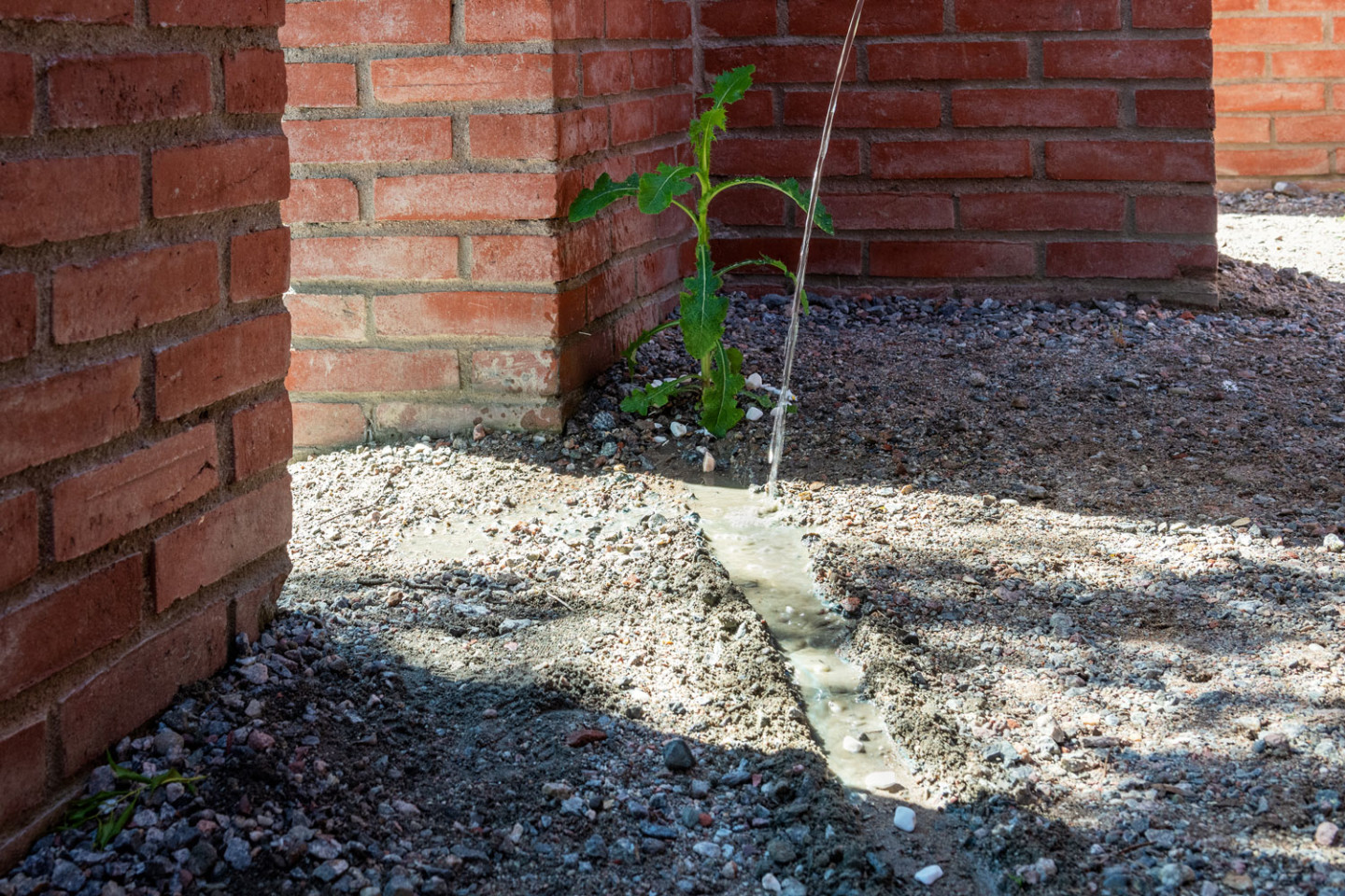 A small plant in front of a brick wall and water flowing in a beam in front.