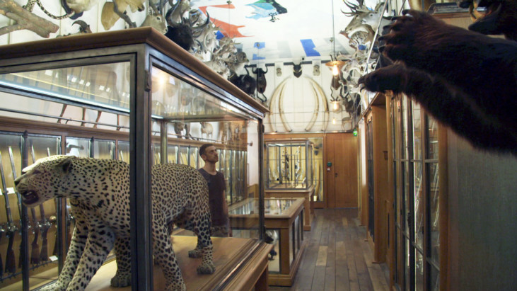 Showcase with stuffed animals and rifles and a person looking up.