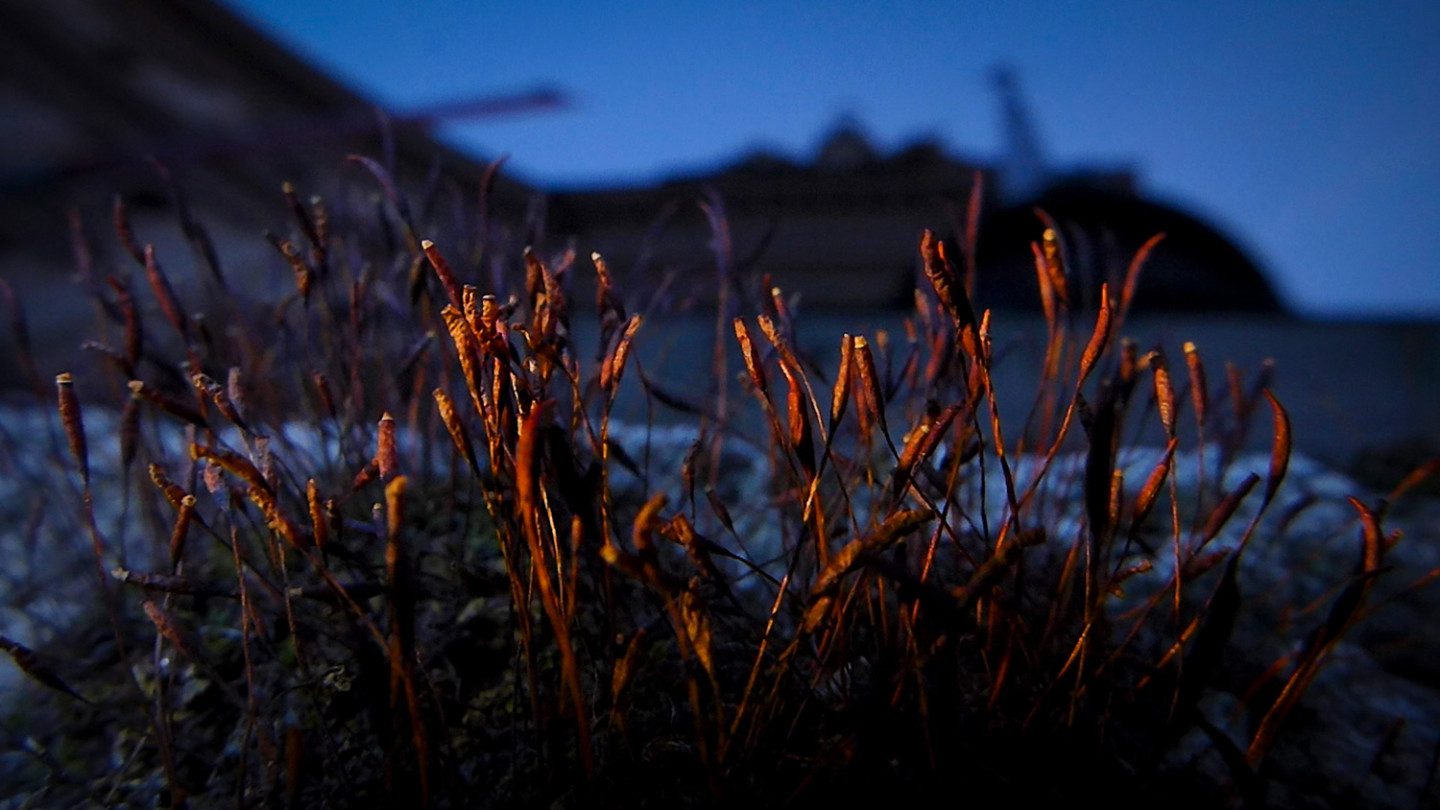  Red plants against blue sky/background