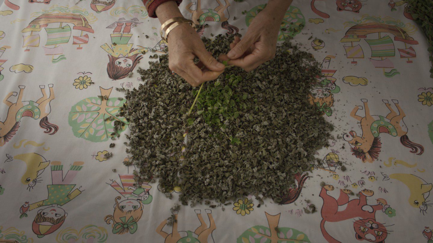 Za'atar spread on a cloth, two hands are cleaning the leaves