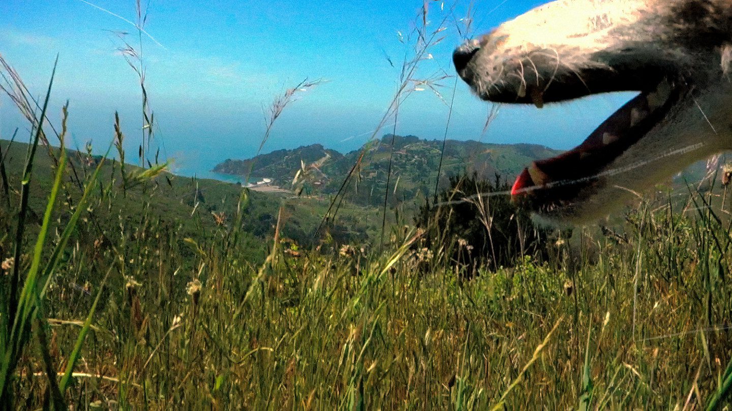 A green landscape. In the upper right corner, a dog's nose and mouth can be seen in profile