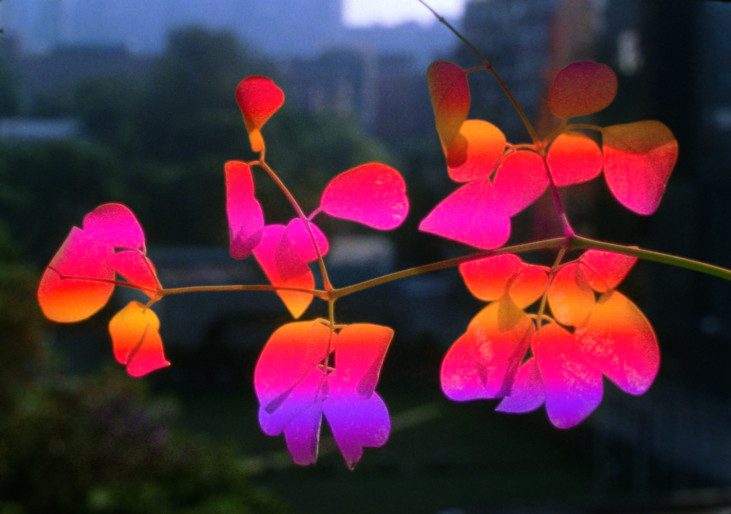 Neon colored flowers against a dark green background